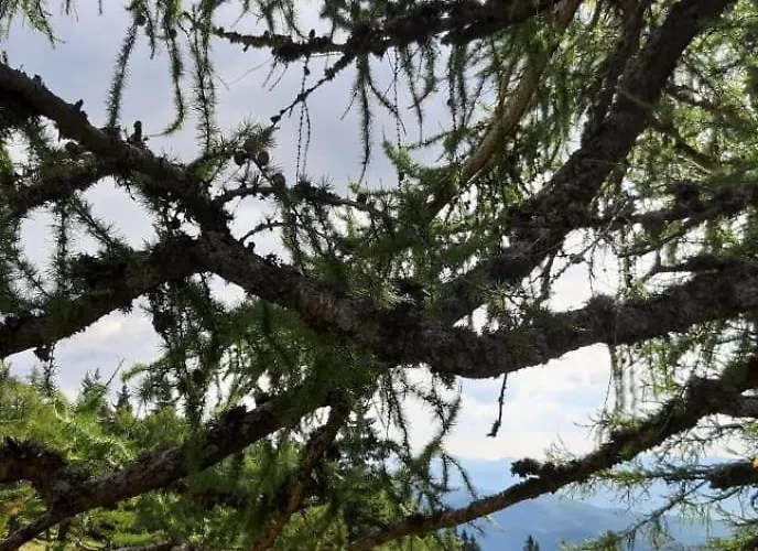 公寓 Almhuette - Roadlhuette